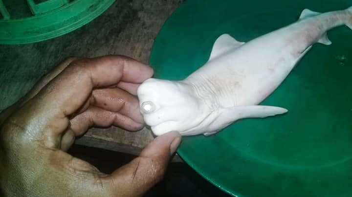 Fisherman Catch Albino Baby Shark With Just One Eye