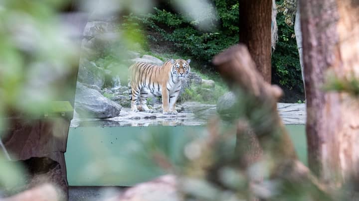 Zookeeper Killed By Siberian Tiger At Zoo Zurich In Switzerland