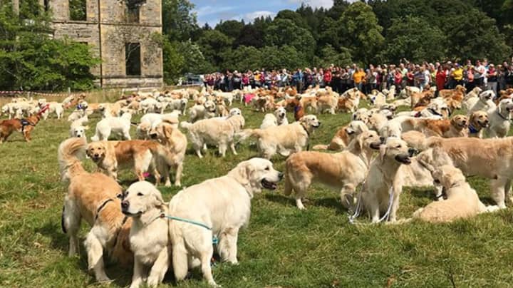​361 Golden Retrievers Met Up In Scotland And Had The Most Amazing Day