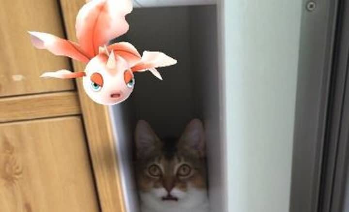 'Pokémon Go' Users In Japan Are Convinced Their Cats Can See Pokémon