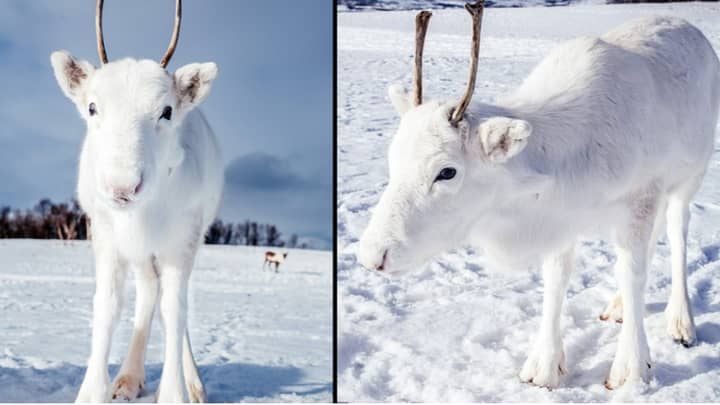 Rare White Reindeer Spotted In The Wild in Norway