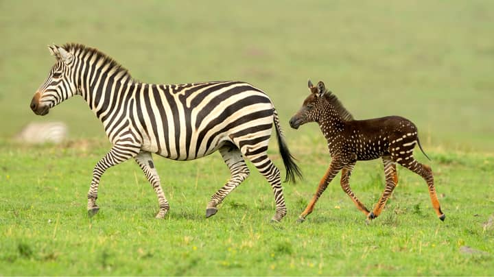 Rare Spotted Zebra Photographed At Kenyan Wildlife Reserve