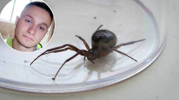 Man Warns Brits About UK Spiders After False Widow Left Him One Day From Death