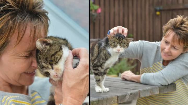 Elderly Cat, 17, Finds Its Way Home After Going Missing 13 Years Ago