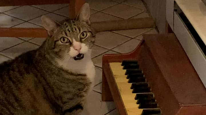 Cat Has Tiny Piano Which He Plays When He's Hungry