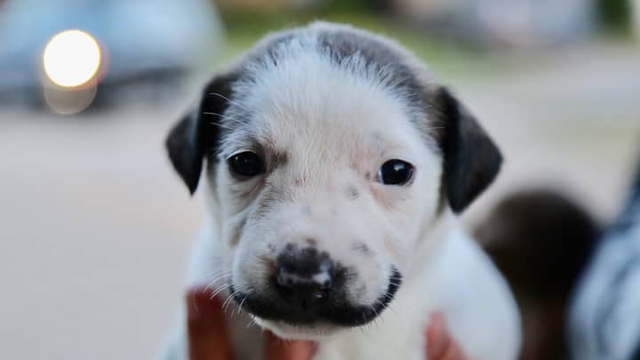 A Puppy With A Brilliant Moustache Marking Is Up For Adoption 