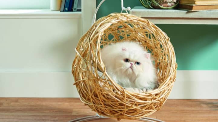 Aldi Cat Egg Chairs On eBay For Double Store Price After Selling Out In Minutes