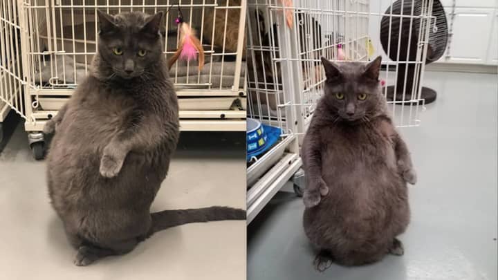 Bruno The High-Maintenance Cat Has Finally Found His Forever Home