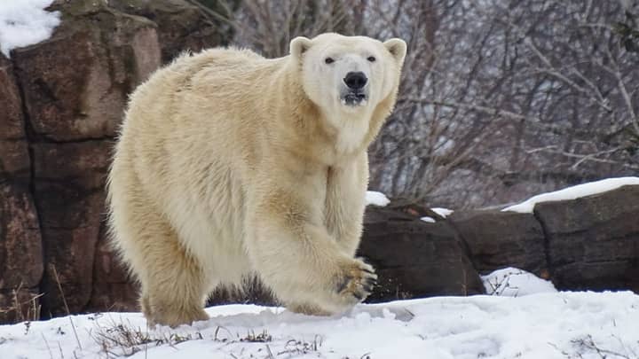 Female Polar Bear Killed By Male At Zoo During Mating Attempt