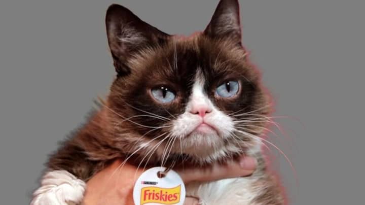 Grumpy Cat Has Passed Away At The Age Of Seven