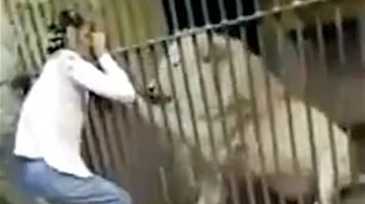 Zookeeper Attacked By Lion In Front Of Visitors During Feeding Time