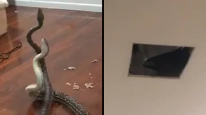 Fighting Snakes Fall Through Woman's Bedroom Ceiling