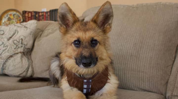 German Shepherd Born With Rare Condition Will Look Like A Puppy Forever
