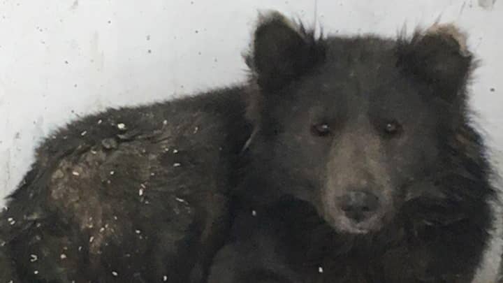 The Mysterious Russian Wolf/Bear Has Been Revealed To Be A Dog
