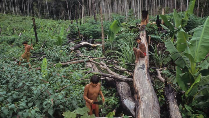 Remote Yanomami Tribe Records First Case Of Coronavirus 