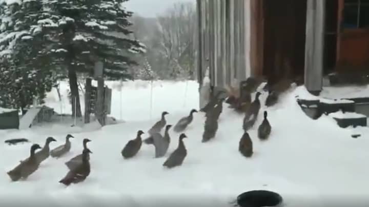 Adorable Clip Shows Group Of Ducks Changing Their Minds When They Step Out In Snow 