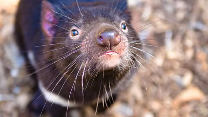 Australia Welcomes First Tasmanian Devils Born In The Wild On The Mainland In 3,000 Years