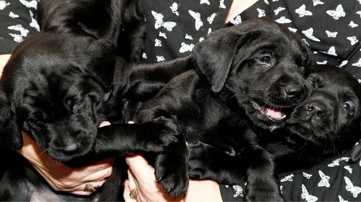 Labrador Gives Birth To Litter Of 13 Puppies