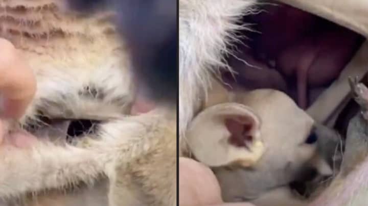 People Are Seriously Disturbed After Seeing Inside Of A Kangaroo Pouch For First Time