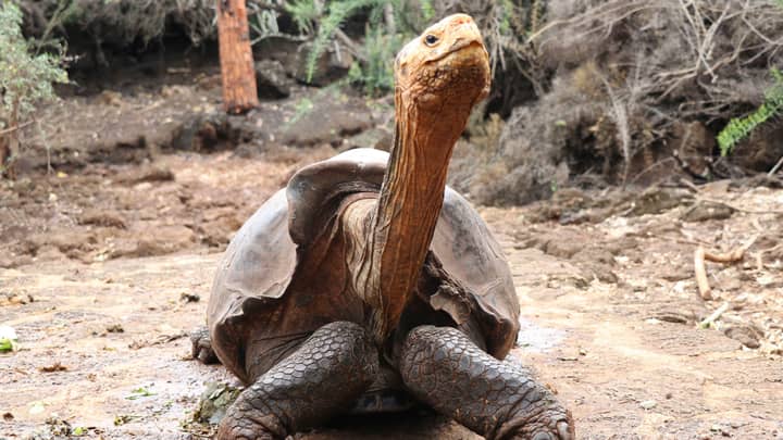 Sex-Mad Tortoise Who Saved His Species From Extinction Has Retired
