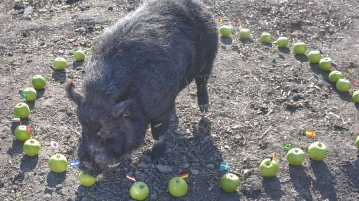 Marcus The Mystic Pig Predicts The Semi-Finalists Of The 2018 World Cup