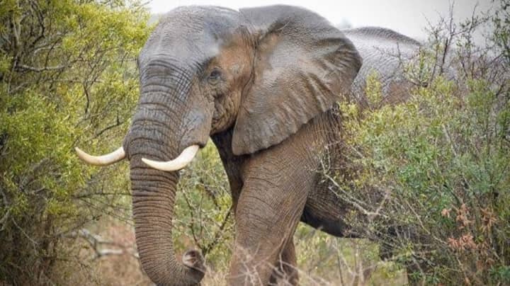31 Elephants Facing Slaughter After Conservationist Is Killed By Herd