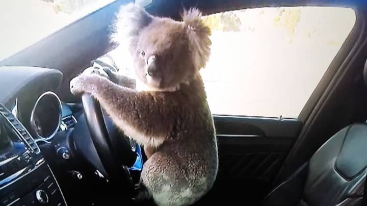 Koala 'Lucky' To Be Alive After Six-Car Pile Up In South Australia
