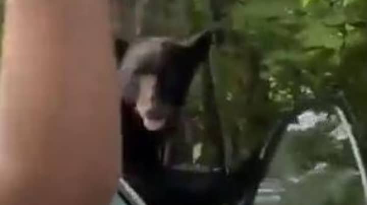 Man Risks Death As He Tries To Get Rid Of Bear That Broke Into His Car