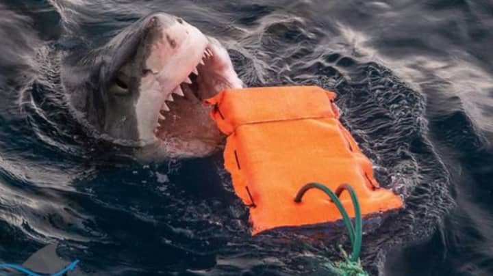Scientists Develop 'Shark-Proof' Wetsuit Materials To Withstand Great White Bites