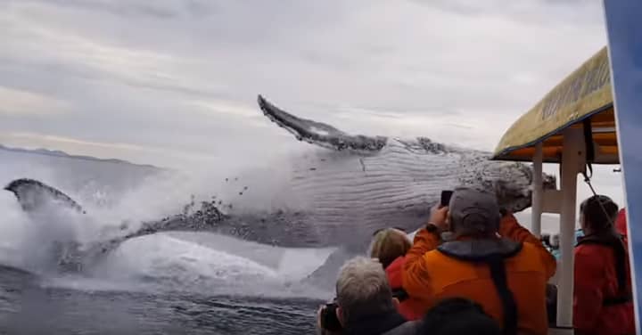 Humpback Whale Breaches By Boat And Drenches Whale Watchers In Incredible Footage