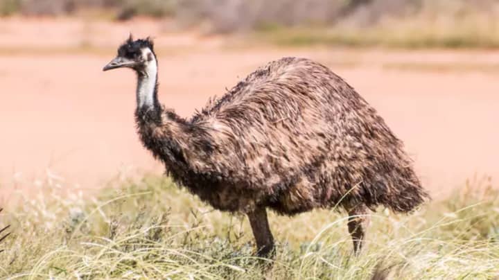 Aussie Man Who Ran Over And Killed Nearly A Dozen Emus Has Sentence Reduced