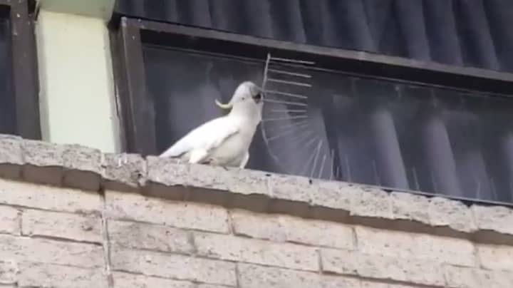 Cockatoo Removes Anti-Nesting Spikes And Throws Them Away 