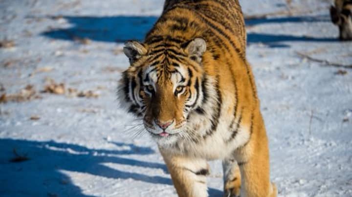 Injured Siberian Tiger Overcomes Its Instincts To Seek Out Human Help