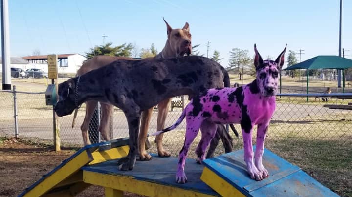 Woman Dyes Her Great Dane Pink To Make It Look Less Scary