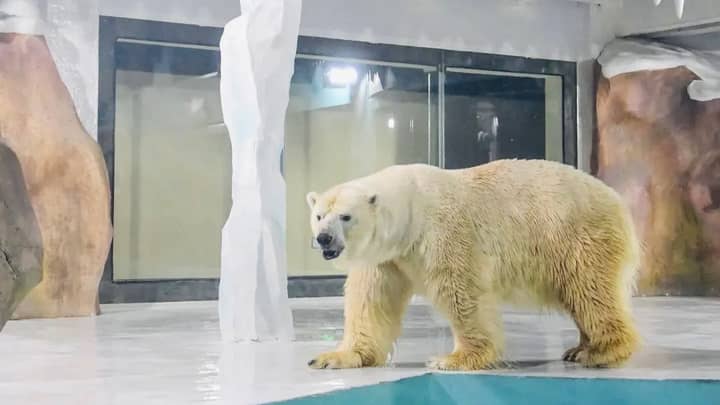 Animal Activists Urged Guests To Stay Away From Polar Bear Hotel
