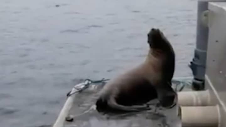 Woman Sparks Debate After Kicking Sea Lion Off Boat Into Pod Of Killer Whales