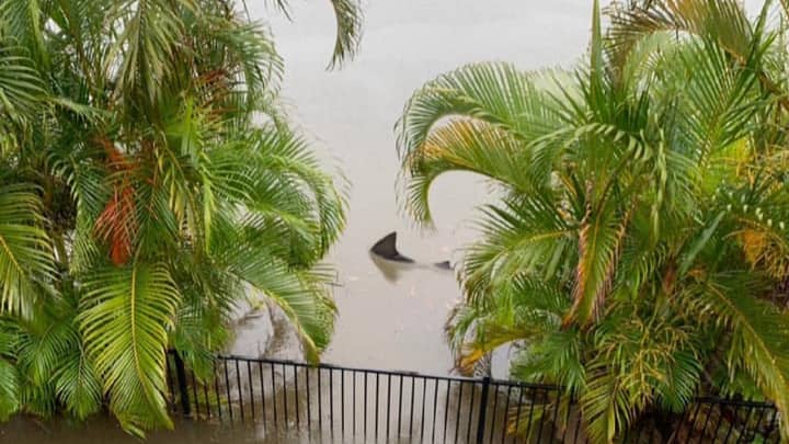 Bull Shark Spotted Swimming Near Man's Back Yard During Flash Floods