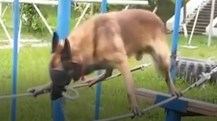 Police Dog Goes Viral After Walking Two Tightropes While Blindfolded