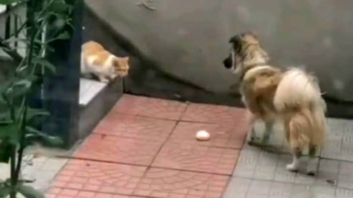 Adorable Dog Shares Food With Hungry Stray Cat 