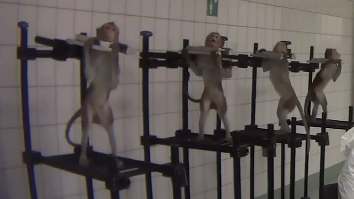 Controversial Animal Testing Laboratory In Germany Is To Be Shut Down