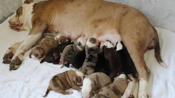 Bulldog Gives Birth To Whopping Litter Of 20 Puppies 
