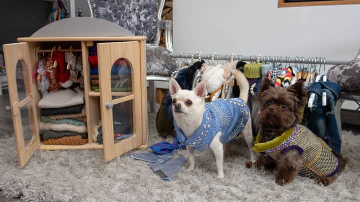 Woman Has Spent More Than £20,000 On Designer Clothing For Her Chihuahuas 