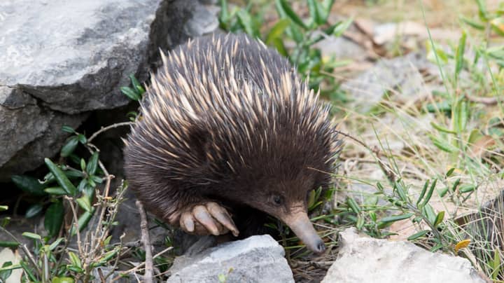 International Student Handed 18 Month Probation For Throwing Echidna Off Two-Storey Bridge