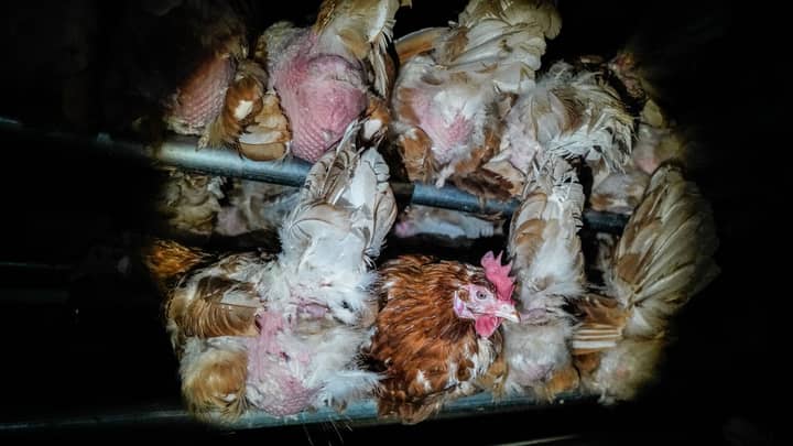 Shocking Undercover Footage Shows Free Range Chickens Laying Eggs Next To Corpses
