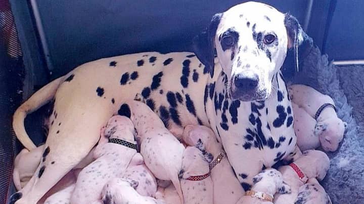 Dalmatian Gives Birth To Litter Of 18 Puppies After 14-Hour Labour