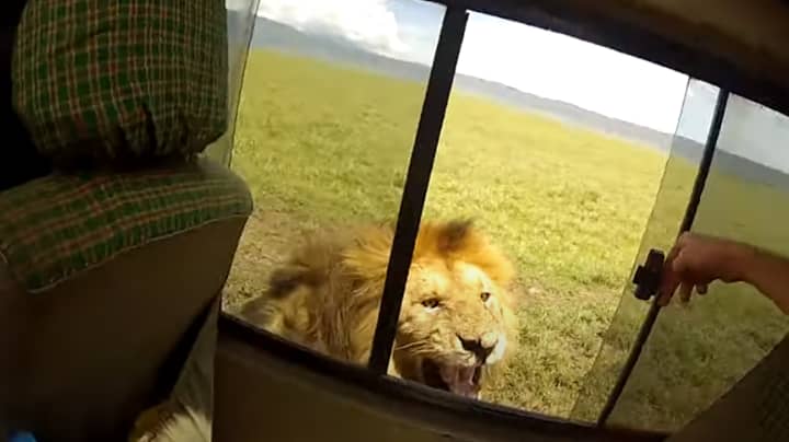 Tourist Leans Out Of Open Window To Pet Lion, Instantly Regrets It