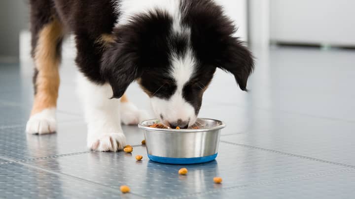 UK Dog Owners Could Be Fined Or Sent To Jail If They Put Their Pets On A Vegetarian Diet