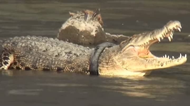 Reward Offered To Anyone Who Can Remove Tyre From Crocodile's Neck