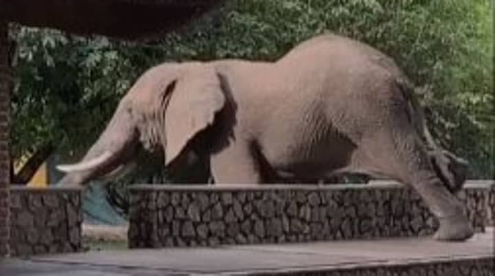 Watch As This 'Unusually Agile' Elephant Clambers Over Wall To Steal Mangos