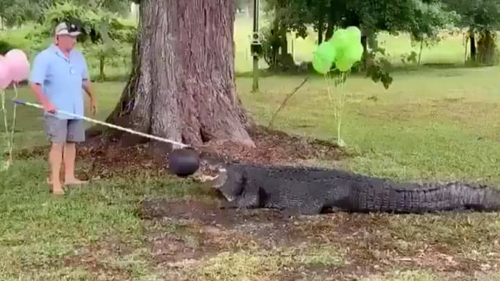 Florida Couple Uses Alligator For Gender Reveal Party